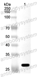 Anti-Human IFITM5 Polyclonal Antibody
