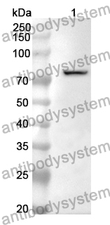 Anti-CD284/TLR4 Polyclonal Antibody