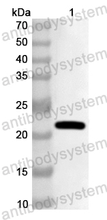 Anti-Human TAF4 Polyclonal Antibody