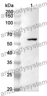 Anti-DRP1/DNM1L Polyclonal Antibody