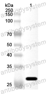 Anti-Human AQP7 Polyclonal Antibody