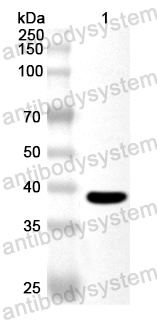 Anti-Human DNALI1 Polyclonal Antibody