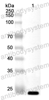 Anti-Human CDIPT Polyclonal Antibody
