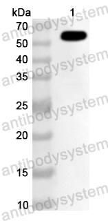Anti-Human IFIT3 Polyclonal Antibody