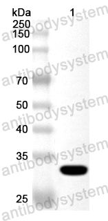 Anti-Human TM4SF5 Polyclonal Antibody