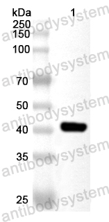 Anti-Human ADAMDEC1 Polyclonal Antibody