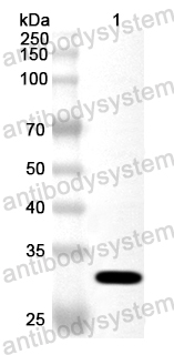 Anti-Human NKRF Polyclonal Antibody