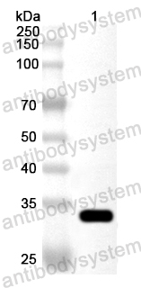Anti-Human FANCG Polyclonal Antibody
