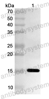 Anti-Human POLR3G Polyclonal Antibody