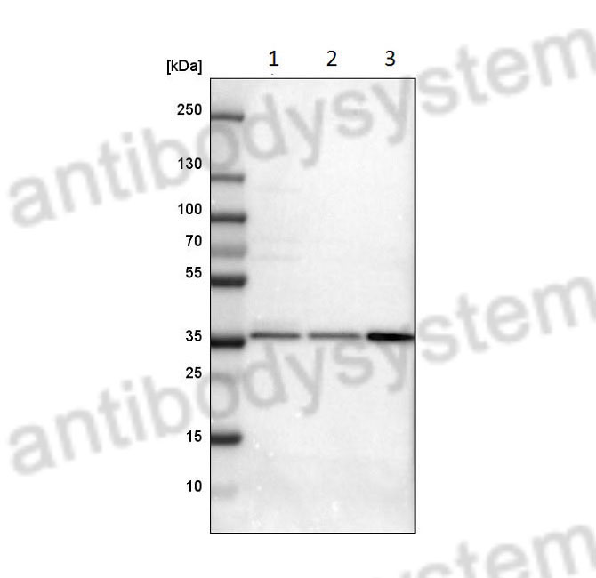 Western Blot for Anti-Human STX7 Polyclonal Antibody ?>