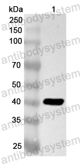 Anti-Human CYB5B Polyclonal Antibody