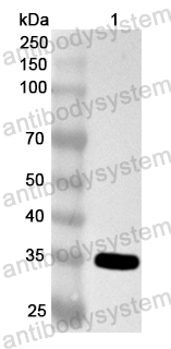 Anti-Human CRX Polyclonal Antibody