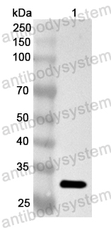 Anti-Human SEPTIN4 Polyclonal Antibody