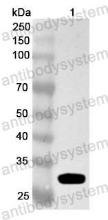 Anti-Human MAP3K13 Polyclonal Antibody