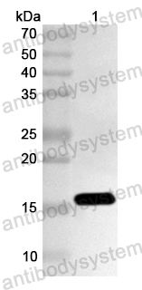 Anti-Human ZBTB43 Polyclonal Antibody
