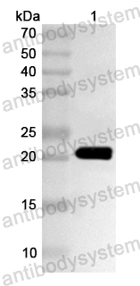 Anti-Human EEF1E1 Polyclonal Antibody