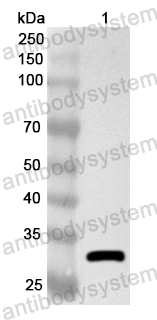 Anti-Human MED7 Polyclonal Antibody