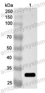 Anti-Human XRCC2 Polyclonal Antibody