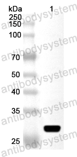 Anti-Human TIMM44 Polyclonal Antibody