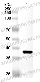 Anti-Human PLRG1 Polyclonal Antibody