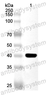 Anti-Human BUB3 Polyclonal Antibody