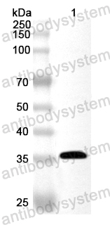 Anti-Human TRIAP1 Polyclonal Antibody