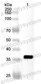 Anti-Human CACNG3 Polyclonal Antibody