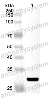Anti-Human STX10 Polyclonal Antibody