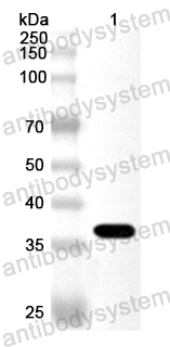 Anti-Human TSPAN2 Polyclonal Antibody