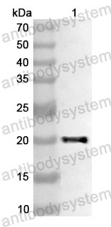Anti-Human MAFK Polyclonal Antibody