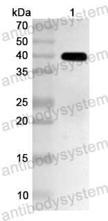 Anti-Human MSC Polyclonal Antibody