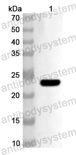 Anti-Human TBX19 Polyclonal Antibody