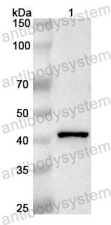 Anti-Human DNAJA2 Polyclonal Antibody
