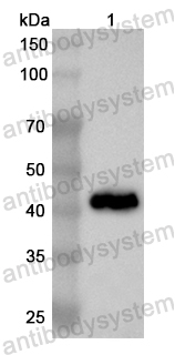 Anti-Human FAM20B Polyclonal Antibody