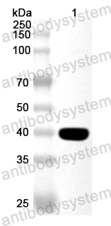 Anti-Human CD108/SEMA7A Polyclonal Antibody