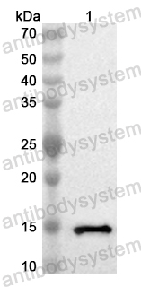 Anti-Human NPM3 Polyclonal Antibody