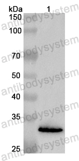 Anti-Human RAD17 Polyclonal Antibody