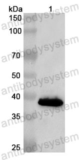 Anti-Human CIAO1 Polyclonal Antibody