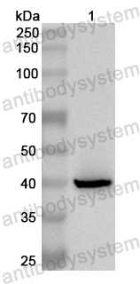Anti-Human CST7 Polyclonal Antibody