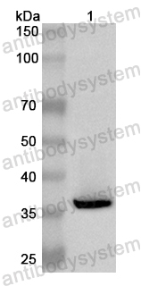 Anti-Human TOX Polyclonal Antibody