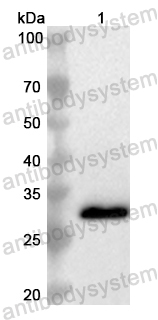 Anti-Human ADGRL1 Polyclonal Antibody