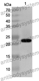 Anti-TNFSF15/TL1A Polyclonal Antibody