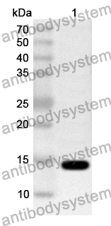 Anti-GDF11/BMP11 Polyclonal Antibody