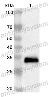 Anti-Human CLDN9 Polyclonal Antibody