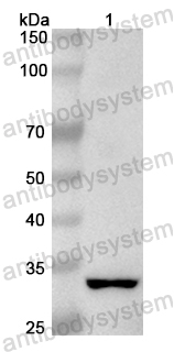 Anti-Human NFATC1 Polyclonal Antibody