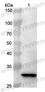 Anti-Human APBB3 Polyclonal Antibody