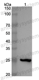 Anti-Human ESRRB Polyclonal Antibody