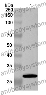 Anti-ANGPTL1 Polyclonal Antibody