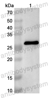 Anti-Human NUDT14 Polyclonal Antibody