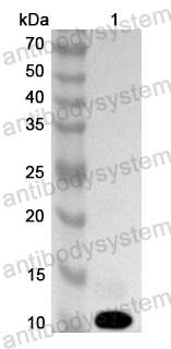 Anti-Human TSPAN13 Polyclonal Antibody